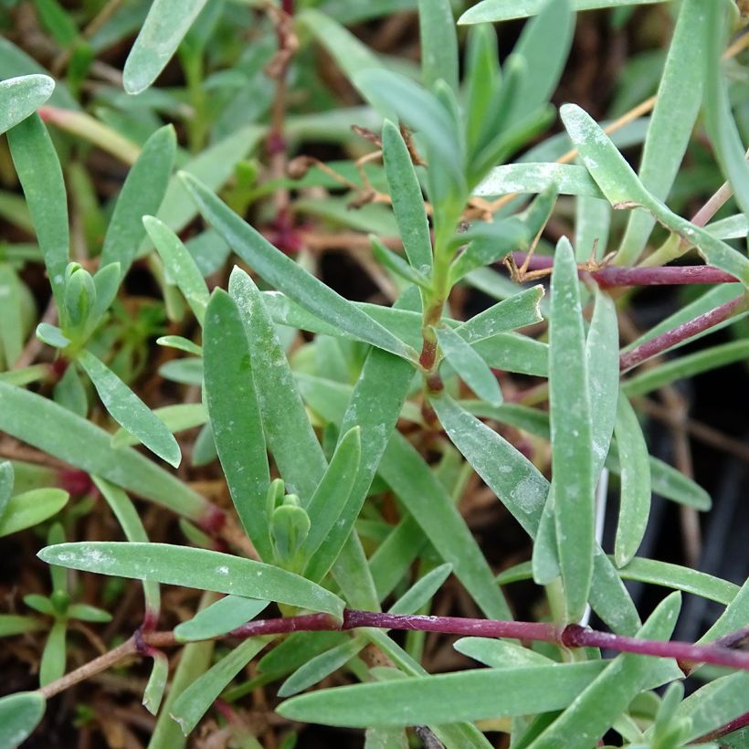 Kriechendes Gipskraut Alba - Gypsophila repens (Foliage)