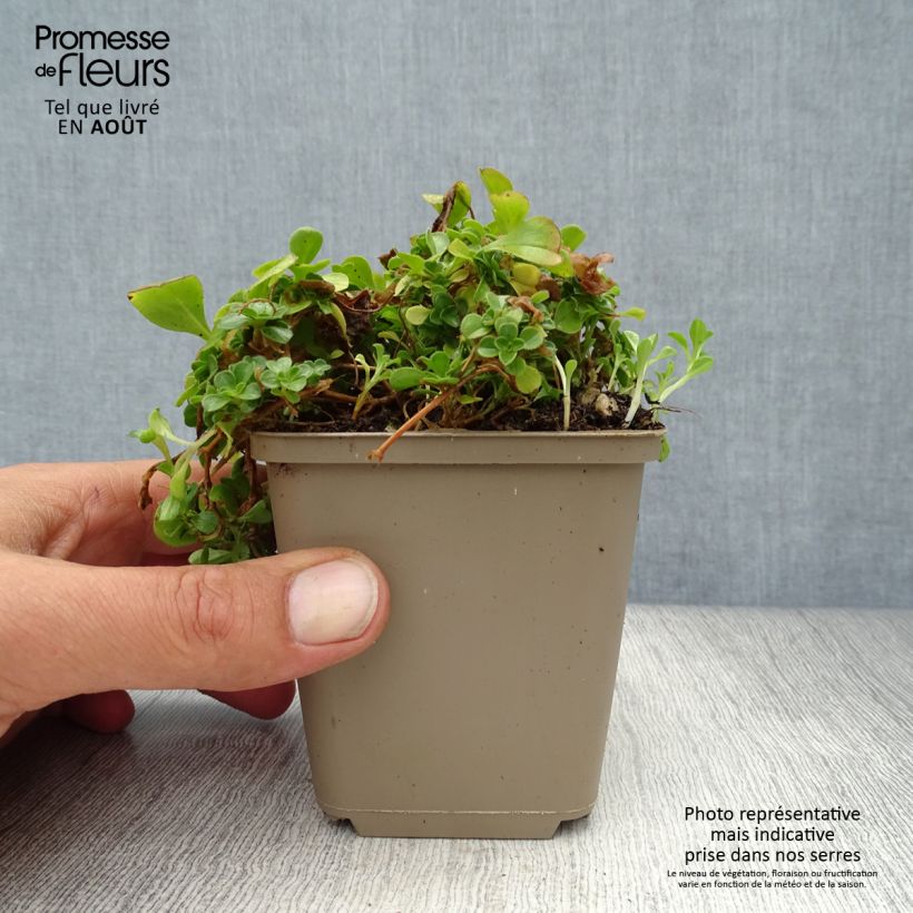 Exemplar von Himalaya-Schleierkraut - Gypsophila cerastioides Kleine Töpfe von 8/9 cm wie im Sommer geliefert