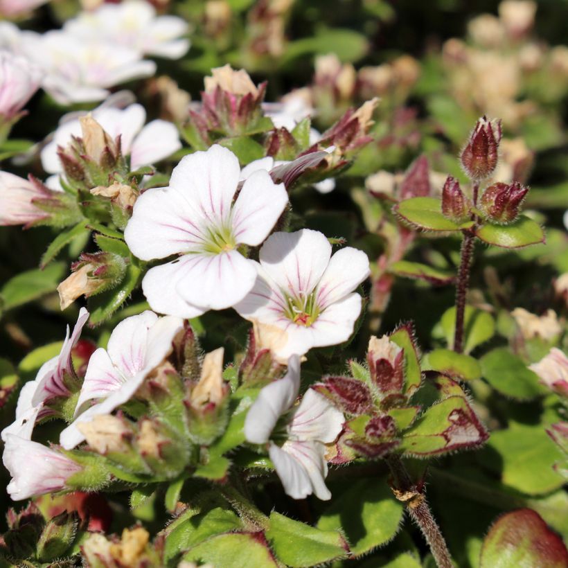 Himalaya-Schleierkraut - Gypsophila cerastioides (Flowering)