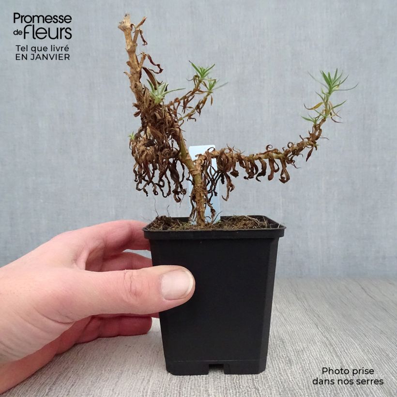 Exemplar von Rispiges Gipskraut White Festival - Gypsophila paniculata Kleine Töpfe von 8/9 cm wie im Winter geliefert