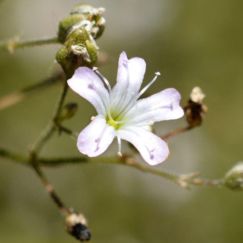 Großblütiges Schleierkraut - Gypsophila pacifica (Flowering)