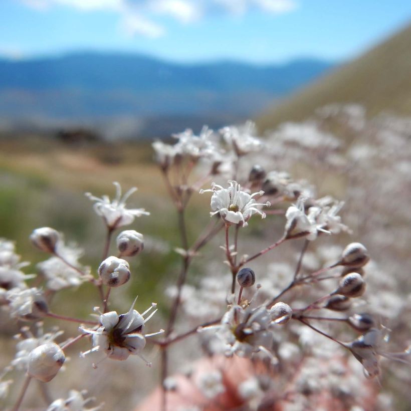 Rispiges Gipskraut Schneeflocke - Gypsophila paniculata (Flowering)