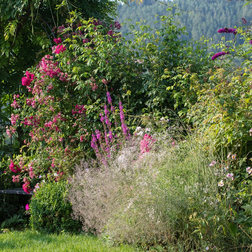 Rispiges Gipskraut Schneeflocke - Gypsophila paniculata (Plant habit)