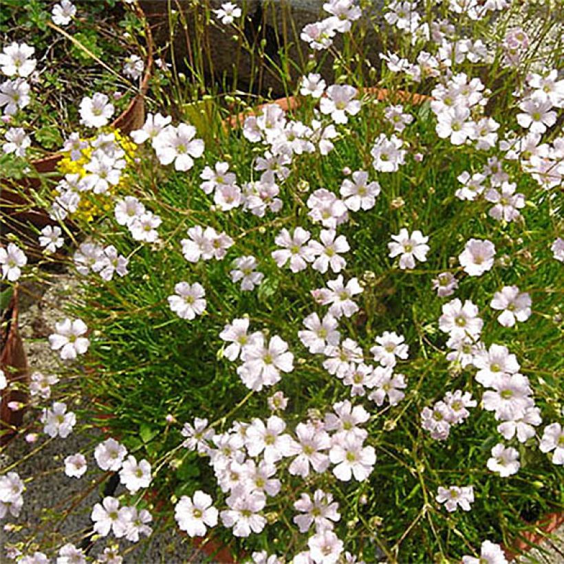 Dünnblättriges Gipskraut - Gypsophila tenuifolia (Flowering)