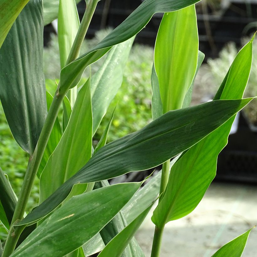 Hedychium coccineum Tara - Schmetterlingsingwer (Foliage)