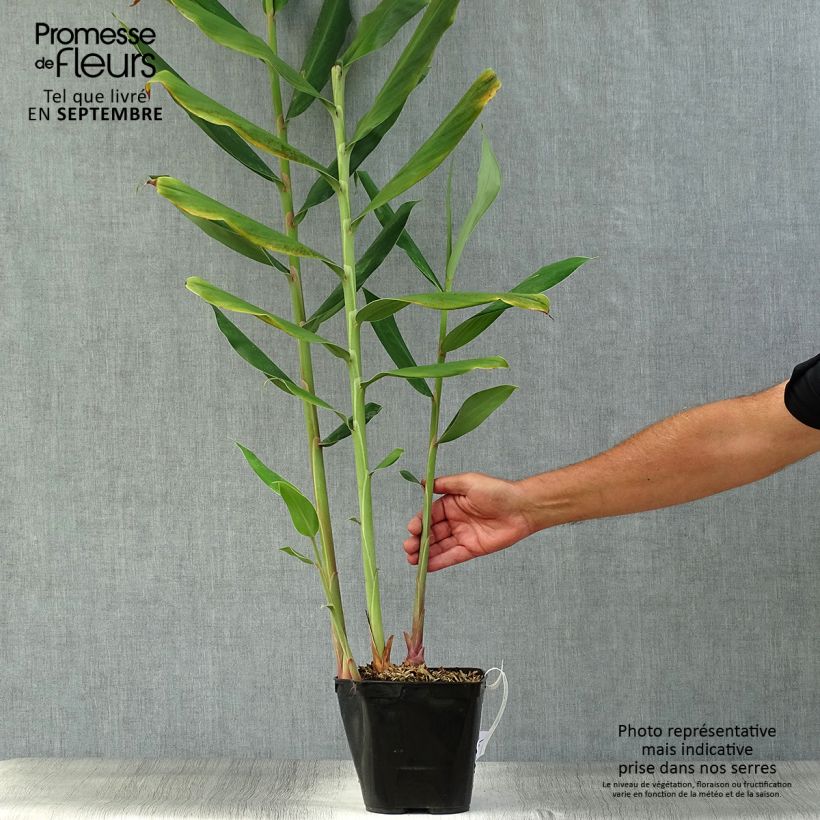 Example of Hedychium coccineum Tara - Schmetterlingsingwer Topf mit 4L/5L as you get in automne