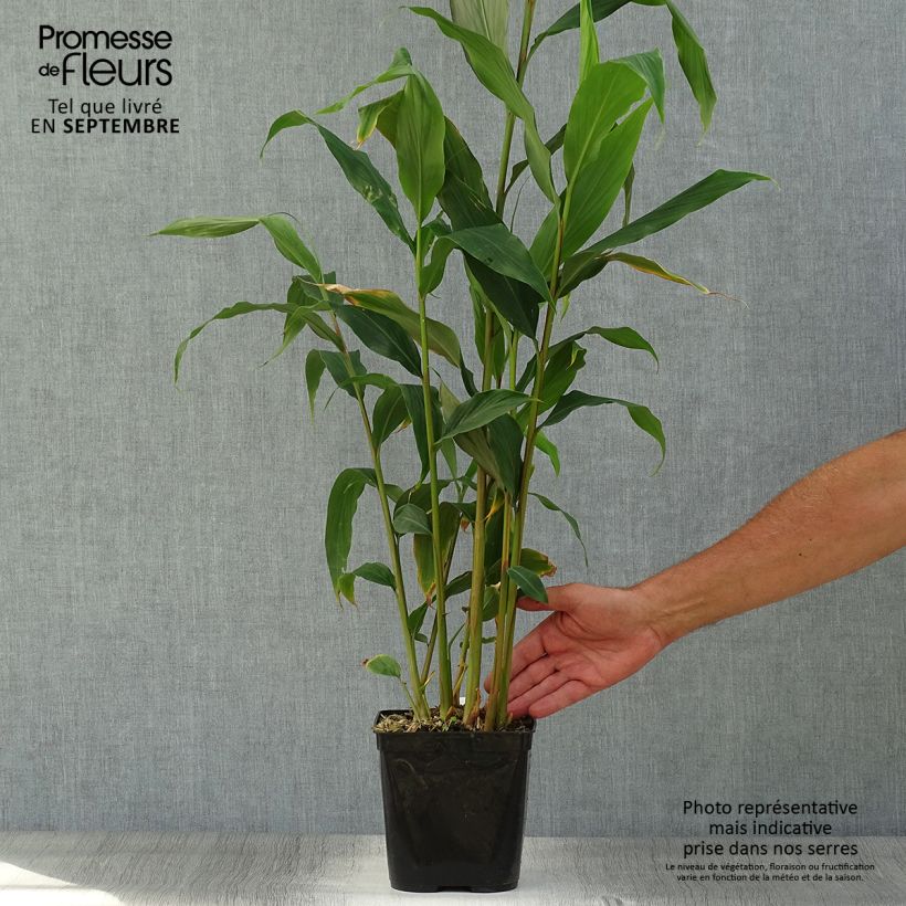 Example of Hedychium densiflorum Assam Orange - Schmetterlingsingwer Topf mit 3L/4L as you get in automne