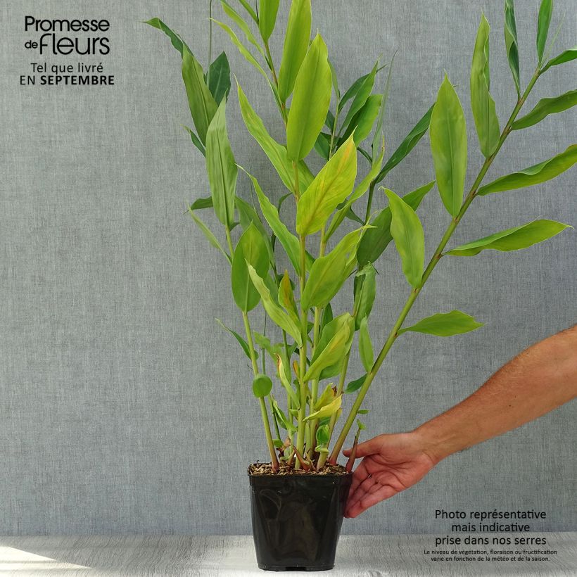Exemplar von Hedychium Dixter - Schmetterlingsingwer Topf mit 3L/4L wie im Herbst geliefert