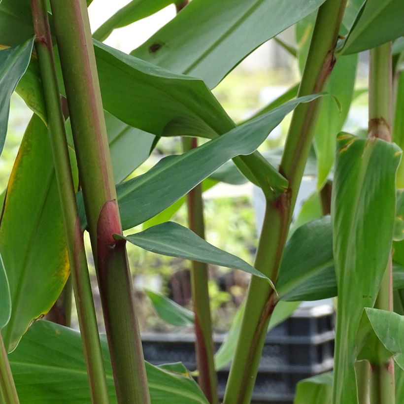 Hedychium coronarium Elizabeth - Schmetterlingsingwer (Foliage)