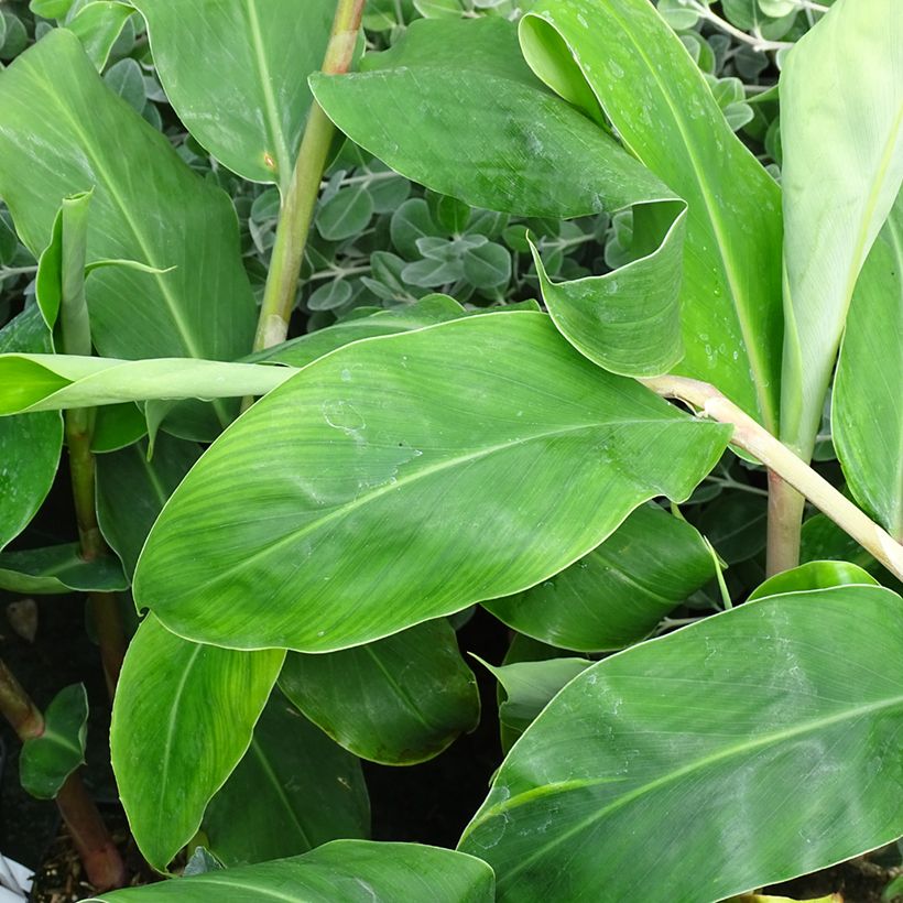 Schmetterlingsingwer - Hedychium gardnerianum (Foliage)