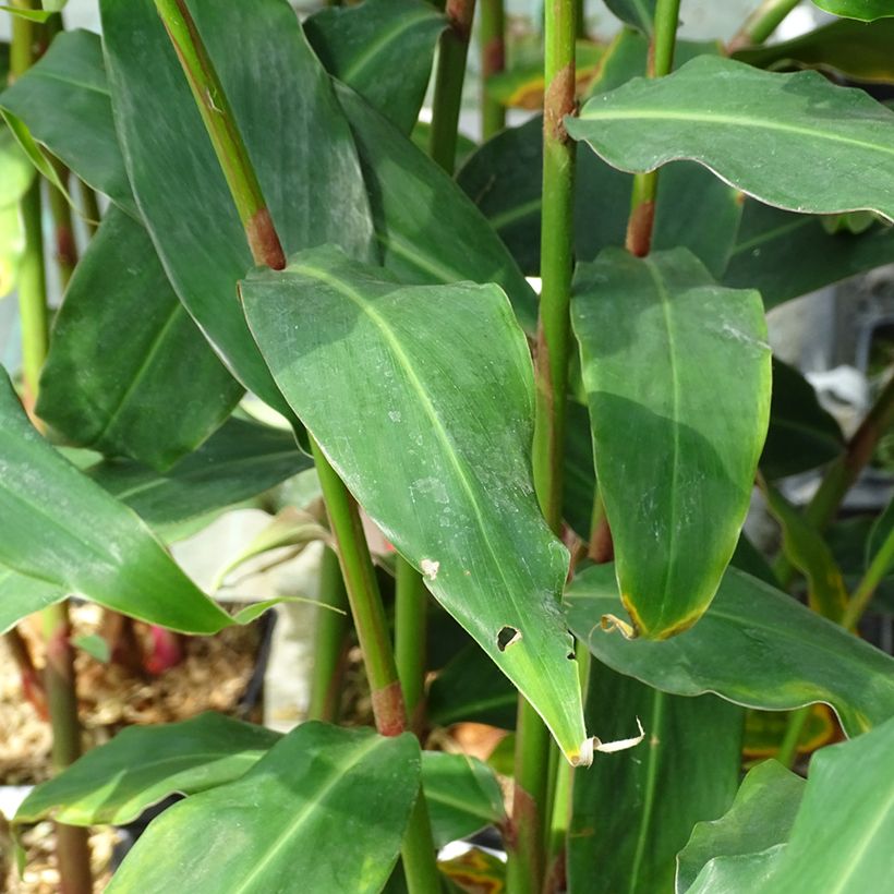 Hedychium deceptum - Schmetterlingsingwer (Foliage)