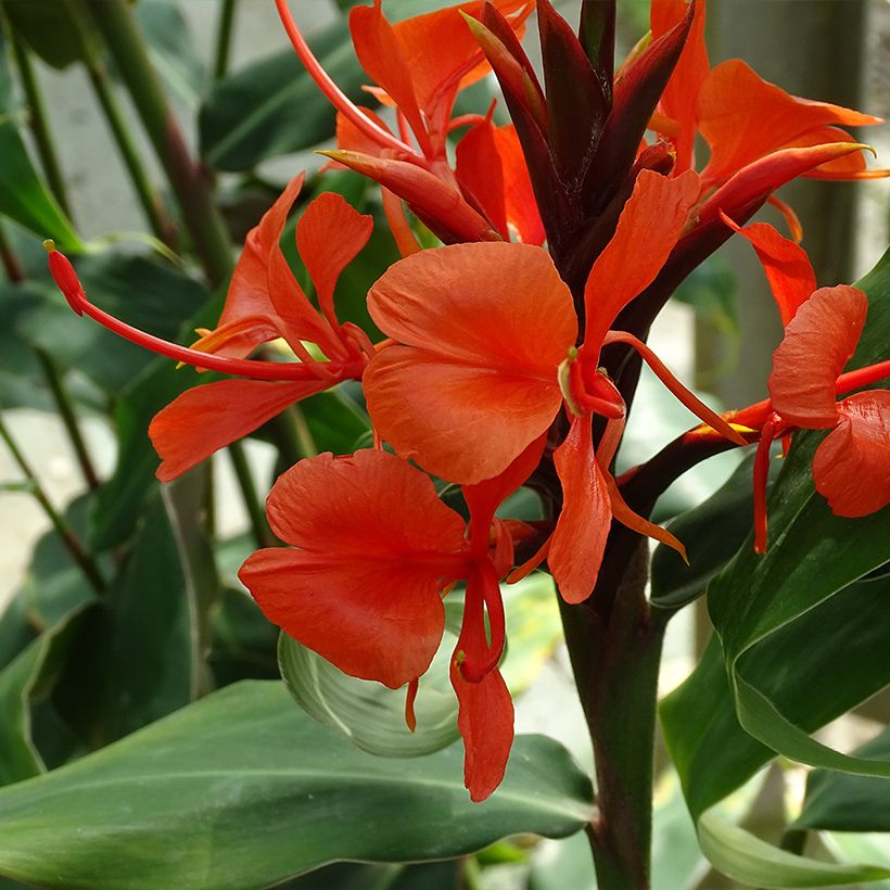 Hedychium deceptum - Schmetterlingsingwer (Flowering)