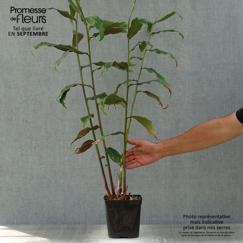Example of Hedychium deceptum - Schmetterlingsingwer Topf mit 3L/4L as you get in automne