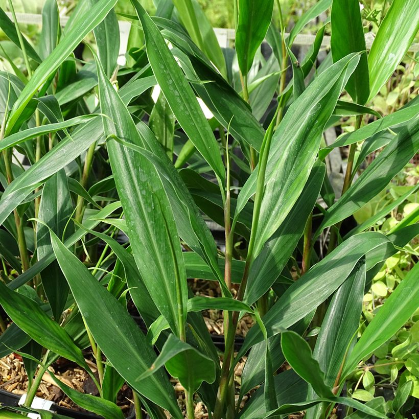 Hedychium villosum var. tenuiflorum - Schmetterlingsingwer (Foliage)