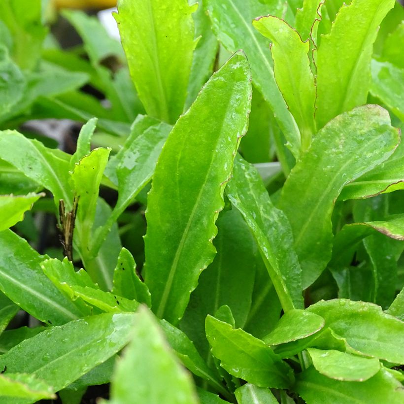 Sonnenbraut Okra Sundae - Helenium (Foliage)