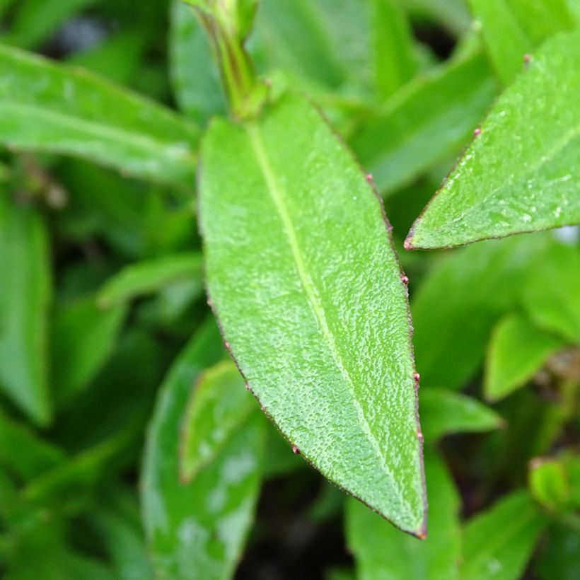 Sonnenbraut Strawberry Sundae - Helenium (Foliage)