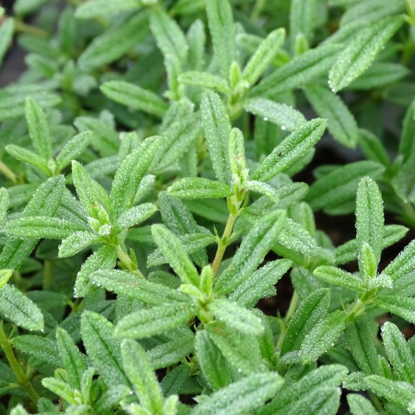 Sonnenröschen Golden Queen - Helianthemum (Foliage)