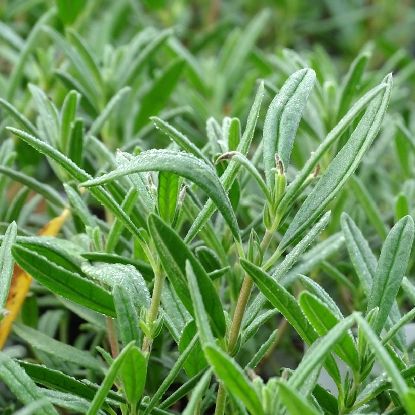 Sonnenröschen Suprême - Helianthemum (Foliage)