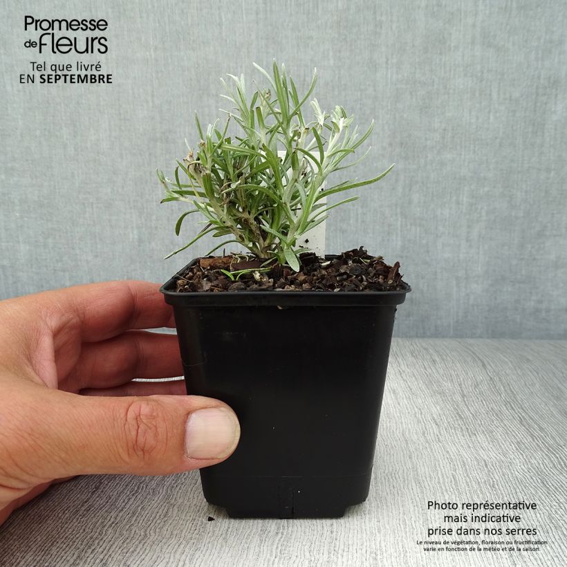 Example of Strohblume Tall Curry - Helichrysum angustifolium Kleine Töpfe von 8/9 cm as you get in automne