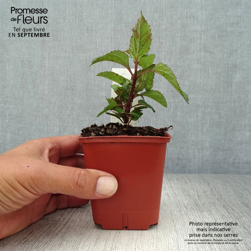 Example of Heliopsis helianthoides var. scabra Punto Rosso - Sonnenauge Kleine Töpfe von 8/9 cm as you get in automne