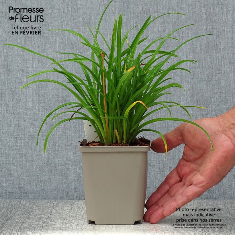 Example of Hemerocallis Everydaylily Cerise - Taglilie Kleine Töpfe von 8/9 cm as you get in automne