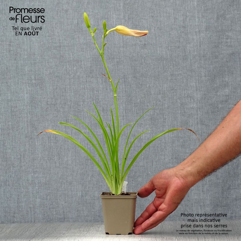 Example of Hemerocallis Final Touch - Taglilie Kleine Töpfe von 8/9 cm as you get in ete