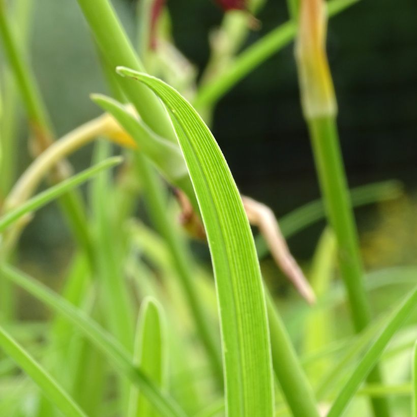 Hemerocallis Final Touch - Taglilie (Foliage)