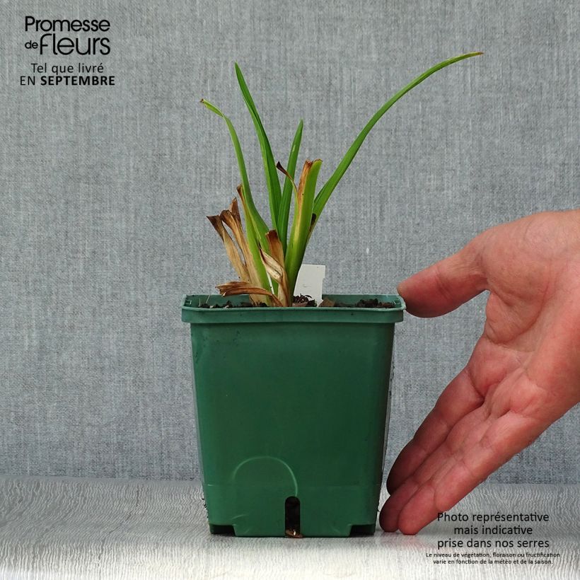 Example of Hemerocallis Janice Brown - Taglilie Topf mit 1L/1,5L as you get in automne