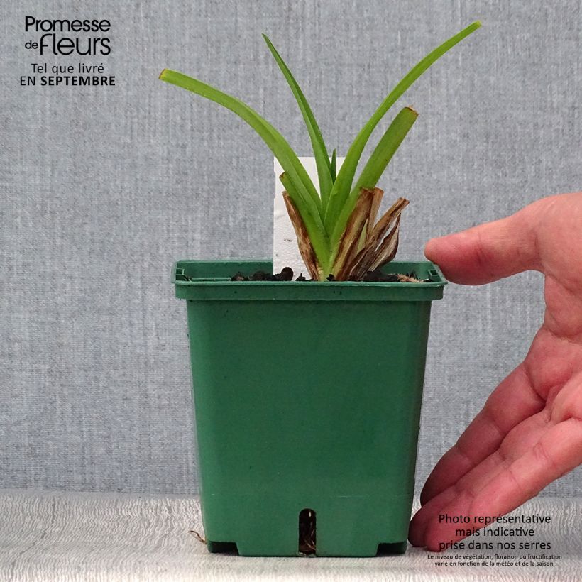 Example of Hemerocallis Pandora's Box - Taglilie Topf mit 1L/1,5L as you get in automne
