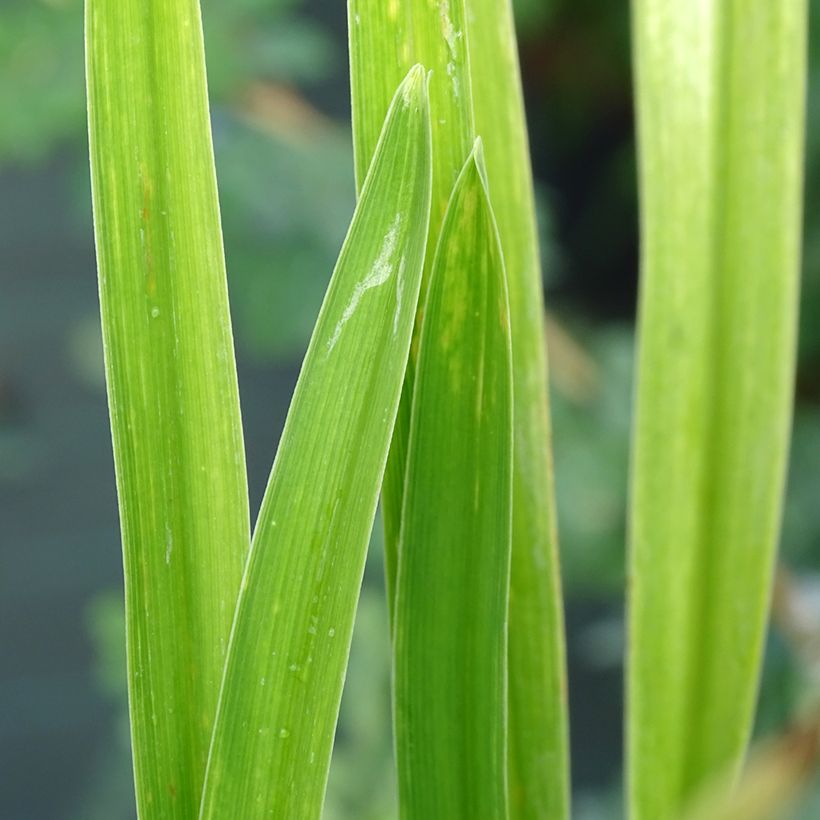 Hemerocallis White Temptation - Taglilie (Foliage)