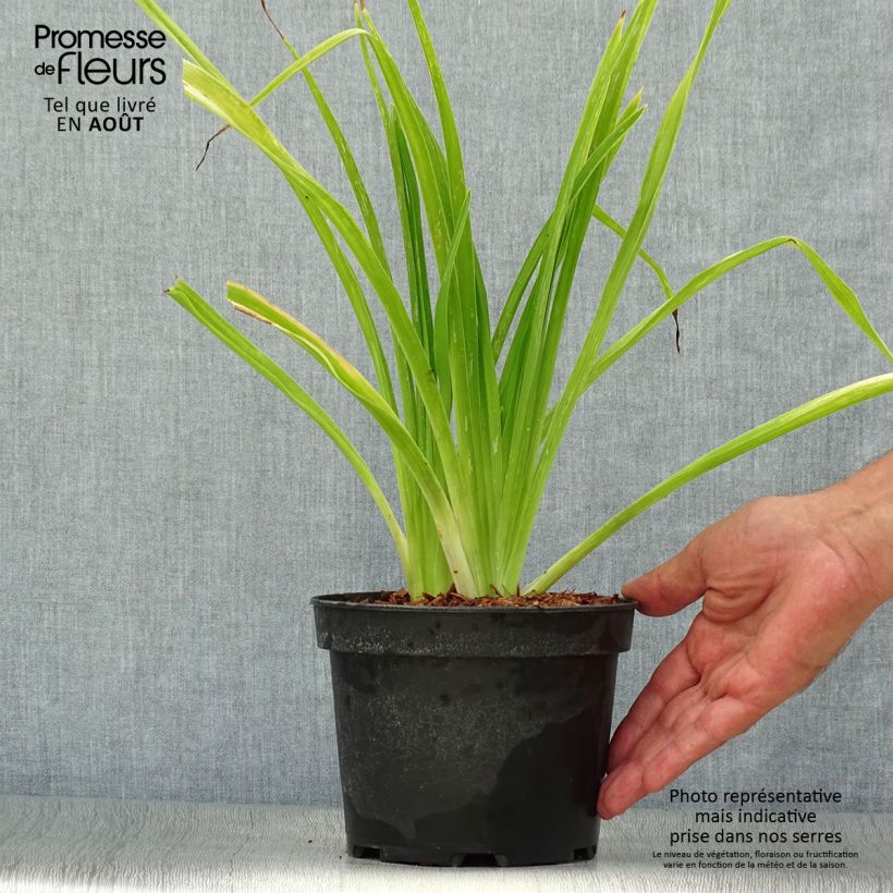 Exemplar von Hemerocallis White Temptation - Taglilie Topf mit 2L/3L wie im Sommer geliefert