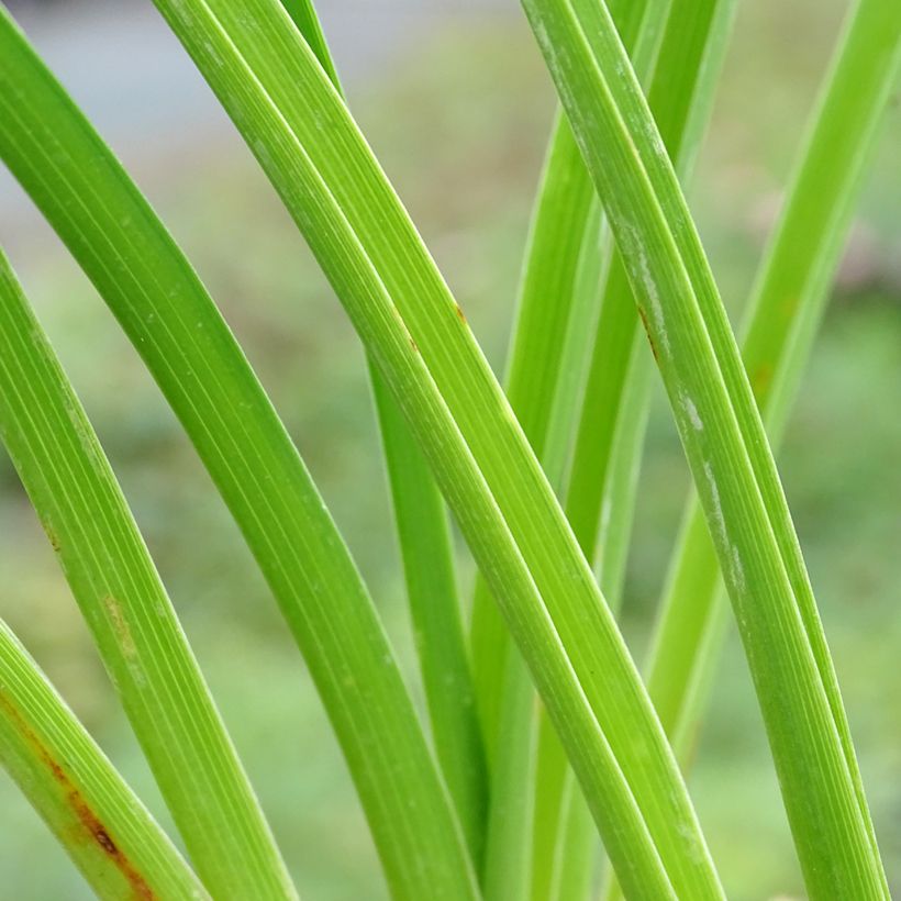 Hemerocallis Mildred Mitchell - Taglilie (Foliage)