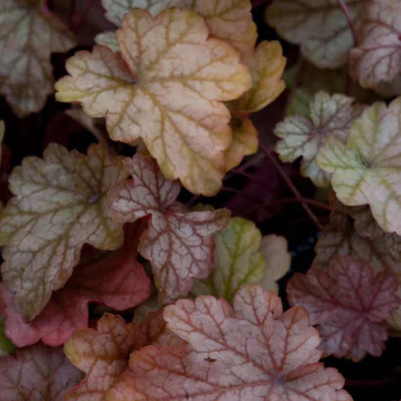 Heuchera Vienna - Purpurglöckchen (Foliage)