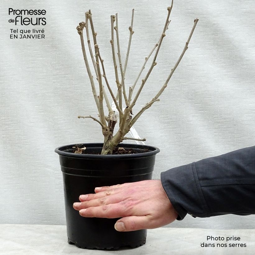 Exemplar von Garten-Hibiscus Russian Violet (II) - Hibiscus syriacus Topf mit 3L/4L wie im Winter geliefert