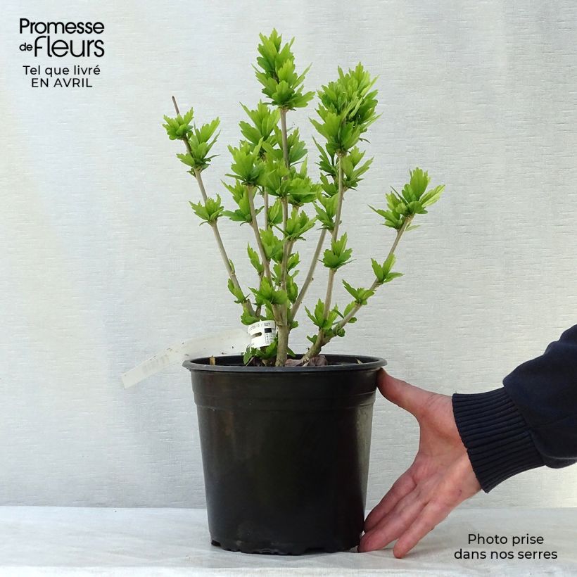 Exemplar von Garten-Hibiscus Russian Violet (II) - Hibiscus syriacus Topf mit 3L/4L wie im Frühjahr geliefert