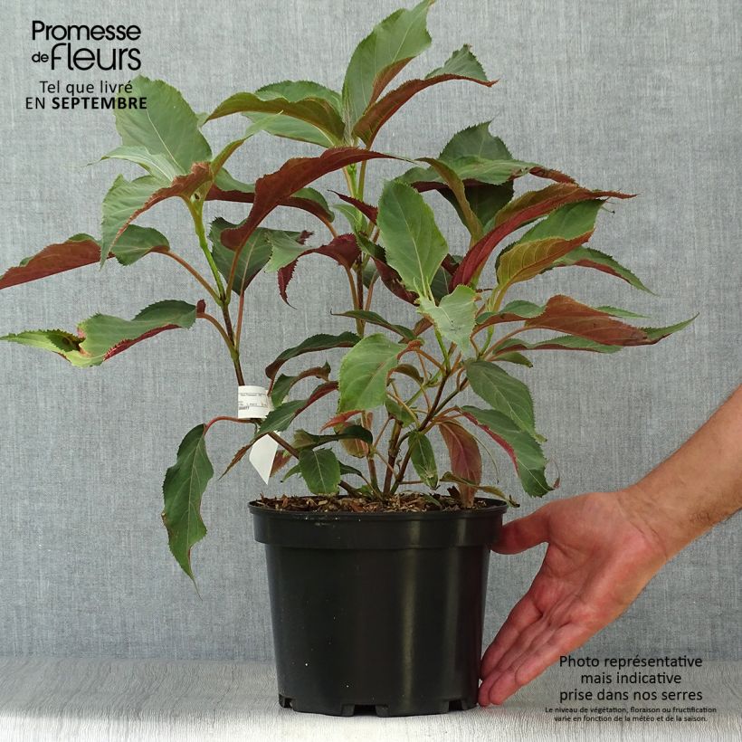 Example of Hydrangea aspera Rosemary Foster - Samthortensie Topf mit 4L/5L as you get in automne