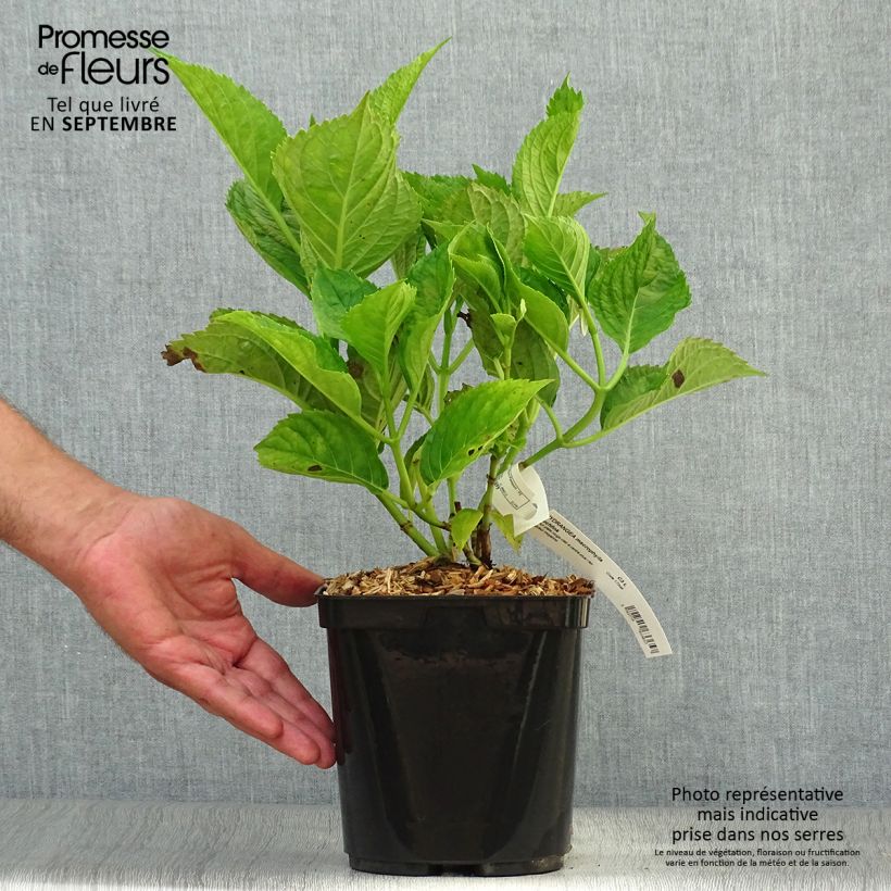 Example of Hydrangea macrophylla Buchfink - Bauernhortensie Topf mit 2L/3L as you get in automne