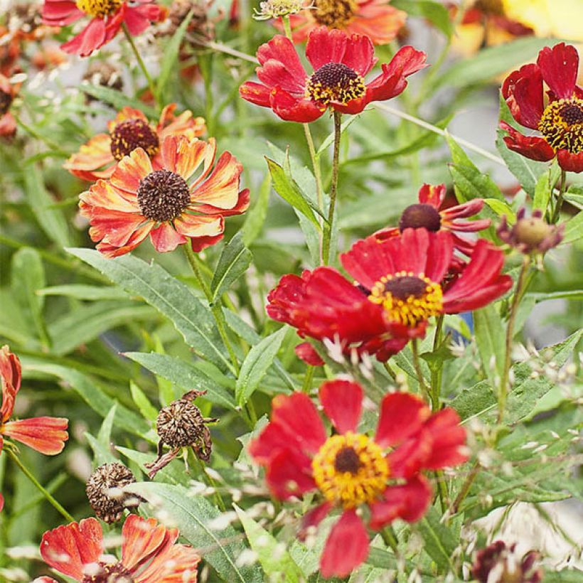 Sonnenbraut Rubinzwerg - Helenium (Flowering)