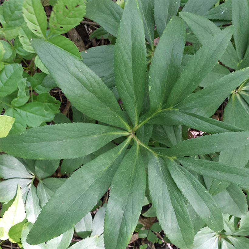 Helleborus dumetorum - Nieswurz (Foliage)