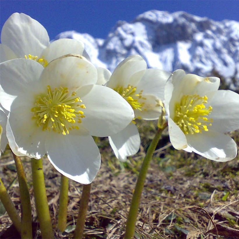 Helleborus niger Maximus - Schwarze Nieswurz (Flowering)