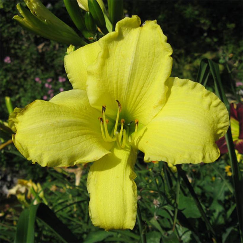 Hemerocallis Alice in Wonderland - Taglilie (Flowering)