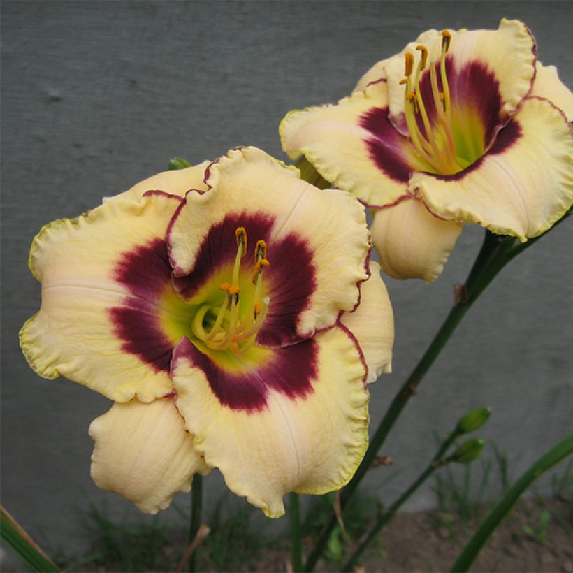 Hemerocallis Canadian Border Patrol - Taglilie (Flowering)