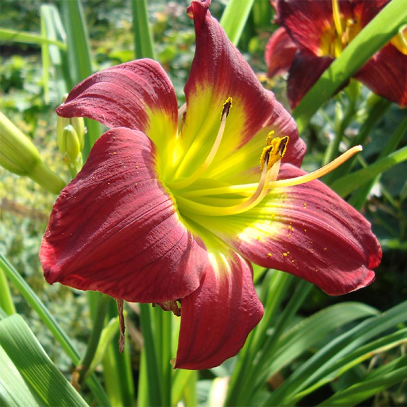 Hemerocallis Christmas Is - Taglilie (Flowering)
