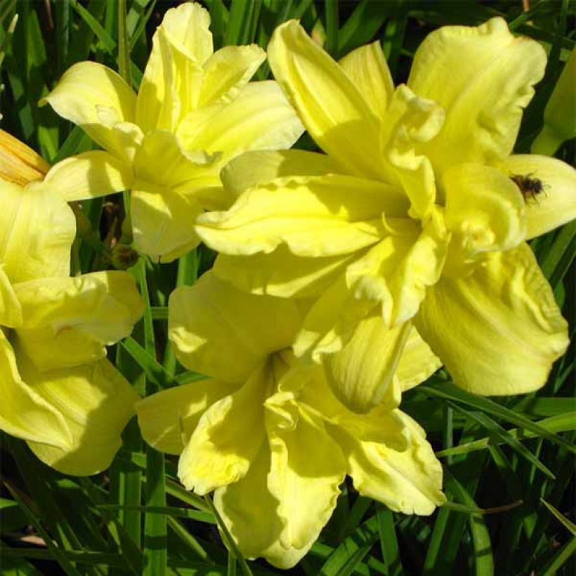 Hemerocallis Double River Wye - Taglilie (Flowering)