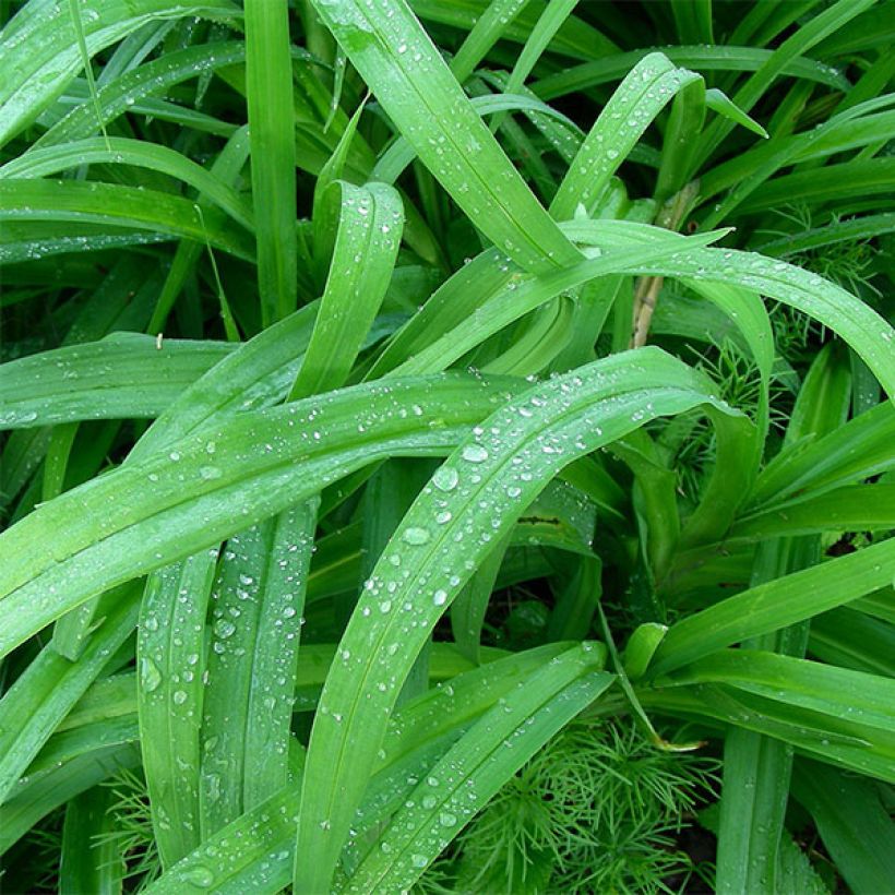 Hemerocallis Jason Salter - Taglilie (Foliage)