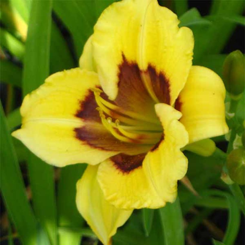 Hemerocallis Jason Salter - Taglilie (Flowering)