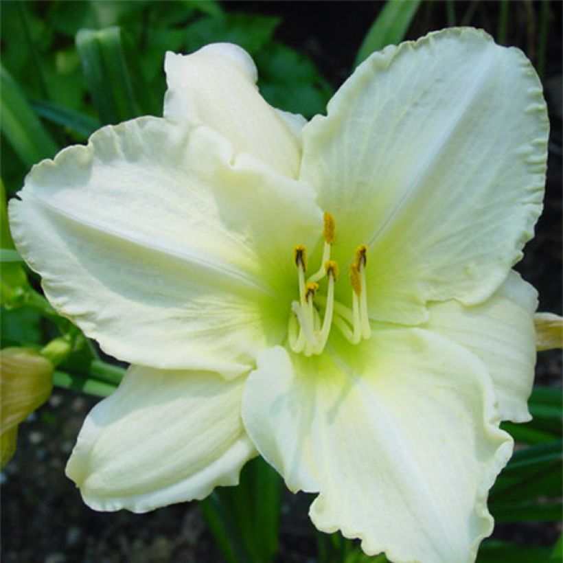 Hemerocallis Lime Frost - Taglilie (Flowering)