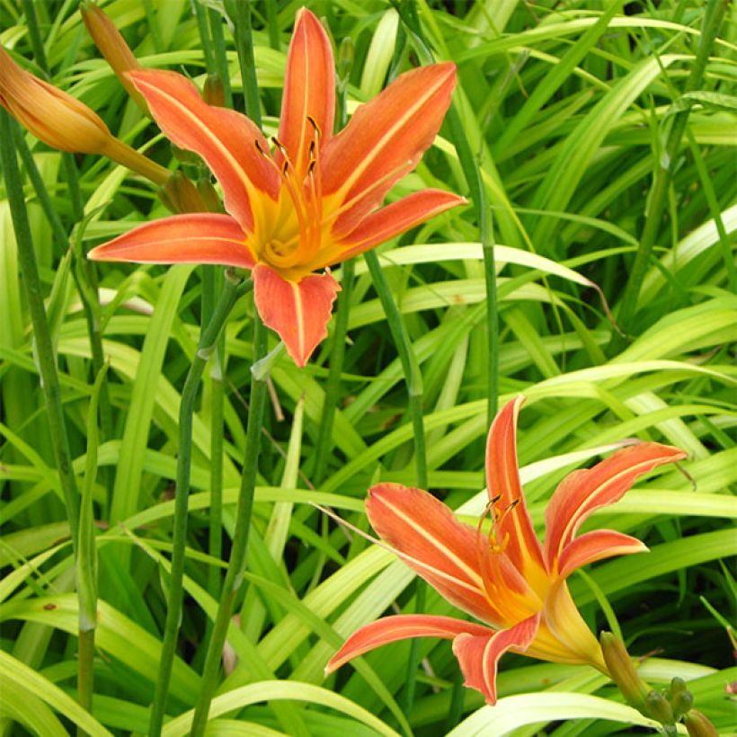 Hemerocallis Margaret Perry - Taglilie (Flowering)