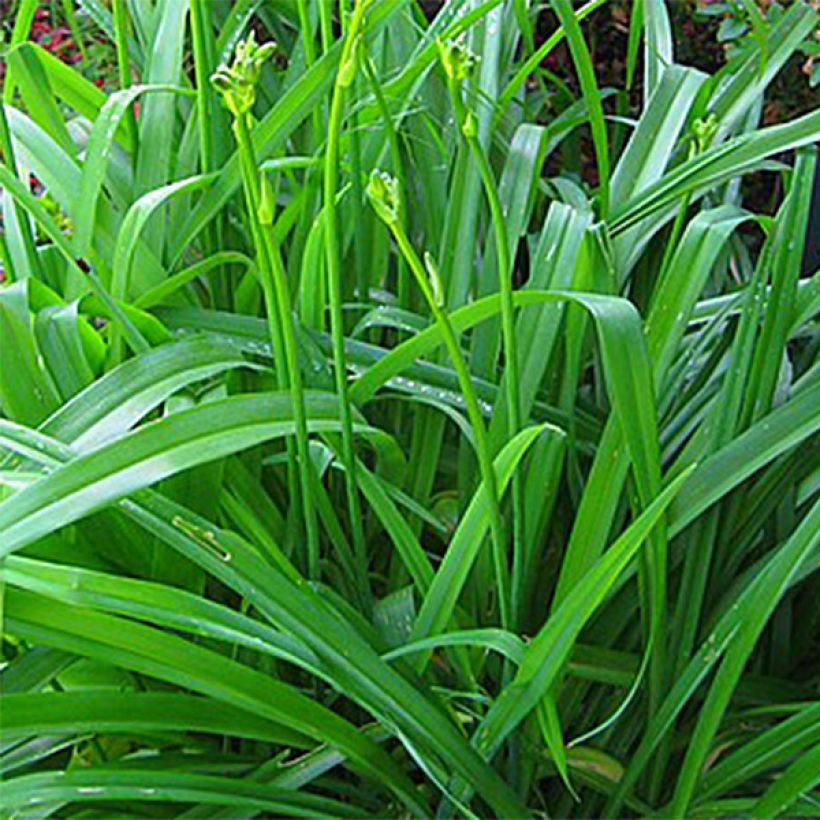 Hemerocallis Midnight Magic - Taglilie (Foliage)
