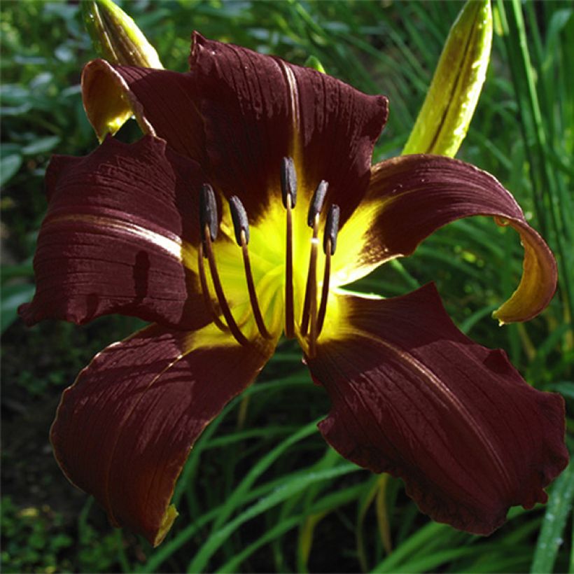Hemerocallis Midnight Magic - Taglilie (Flowering)